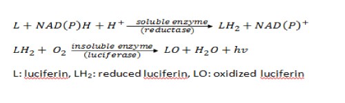10–11 PEARSON_Figure 1.jpg